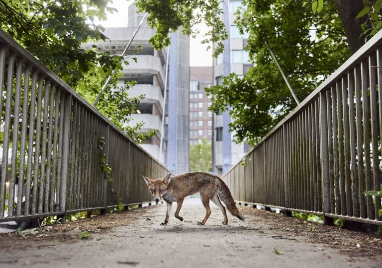British Wildlife Photography Awards