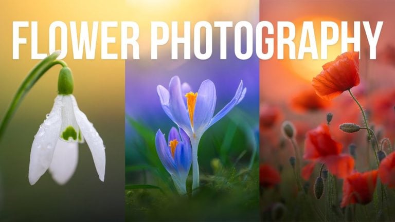 10 Essential Tips for Photographing Spring Flowers