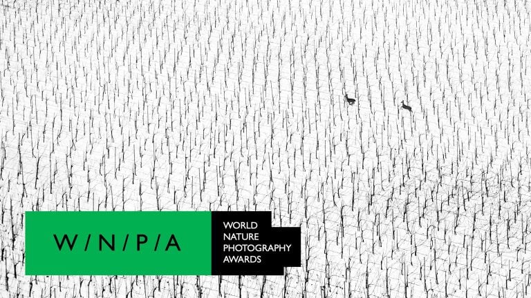 WNPA 2025