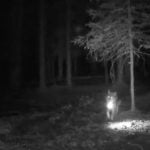 Trail cam captures wolf running off with trail cam